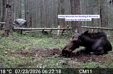 Wloves Bites 4jpg.webp