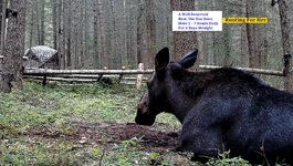 Wloves Bites 5jpg.webp