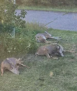 To Hot For Deer.webp