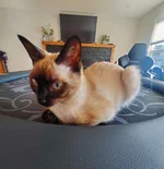 Lucy.webp