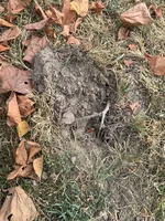 Got out on a hunt yesterday with Jimmy and was lucky enough to get My coil over a Silver Half!!