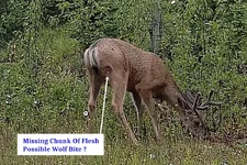 Buck Flesh Bite.webp