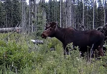 Bull Moose Feeding.webp
