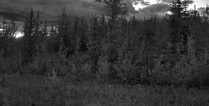 Dark Sky.webp