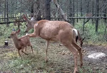 Doe Leg Fawn.webp