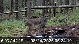 Lynx 8-24.webp