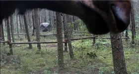 Moose Up Close 1.webp
