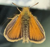 Moth.webp