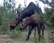 Cow and Calf Moose.webp