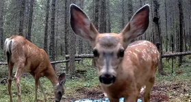 Mule Deer Fawn Close.webp