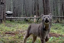 Lynx Spotted Camera.webp