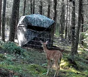 What Is This Fawn Blind.webp