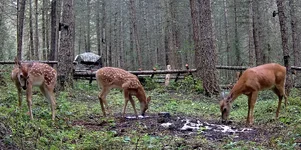 WT Doe & Fawns 00.webp