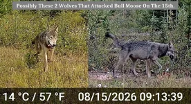 Wolf Bite Bull Moose.webp