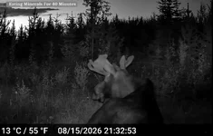 Bedded Moose.webp