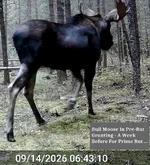 Bull Moose In Rut.webp