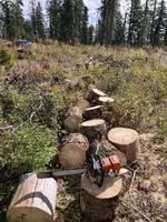 SPRUCE.webp