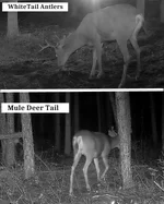 Buck Hybrid.webp