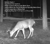 Hybrid Deer Text.webp