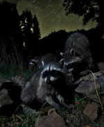 2BIMPJPG.webp