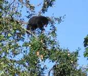Apple_Tree_Bear.webp