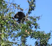 Apple_Tree_Bear2.webp