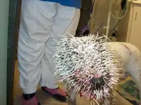 porcupine1.webp