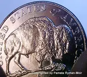 speared-buffalo.webp
