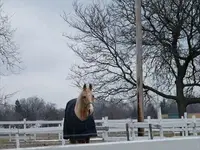 one of soldiers horses #1.webp