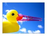 quack.webp