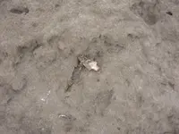 Nov.12 2008 034.webp