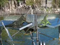 sb iguana.webp