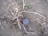 100_2207.webp
