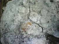 TurtleFossil-Limestone.webp