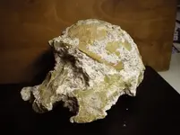TurtleFossil-front.webp