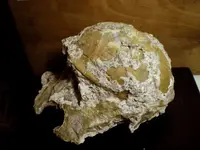 TurtleFossil-side.webp