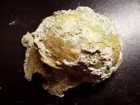 TurtleFossil-top2.webp