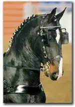 horse-blinders.webp