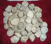 Canister Shell.webp