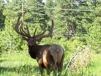bull.webp
