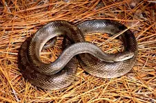 prairie_kingsnake_big.webp