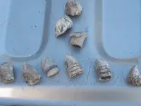 Spanish Fort finds.webp