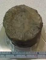 12 bottom tusk.webp