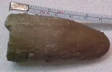 12 side tusk.webp