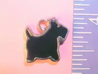 blackterrier (Small).webp