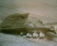 xxxxxx_Rodent_Teeth001.webp