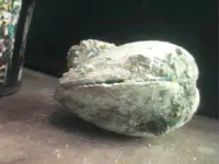 clam fossil.webp