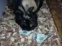 Guinea Pig 003 Medium Web view.webp