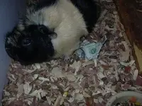 Guinea Pig 001 Medium Web view.webp