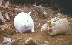 KillerRabbit.webp